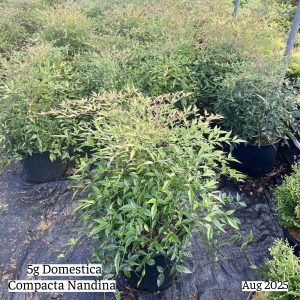 August 2025 5g Domestica Compacta Nandina Group Website